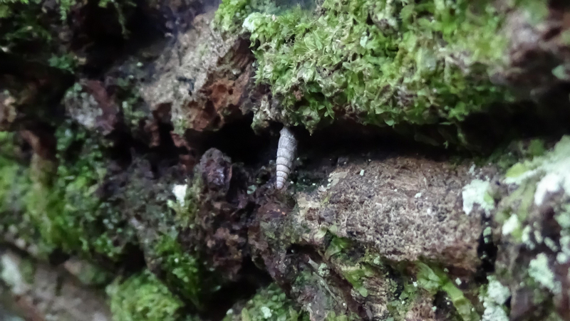 Mystery Spiral Chrysalis Cocoon is actually a Clausiliidae